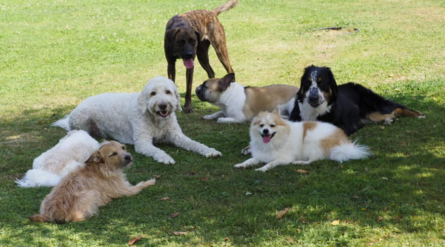 Proper Socialization – How do dogs communicate with one another?